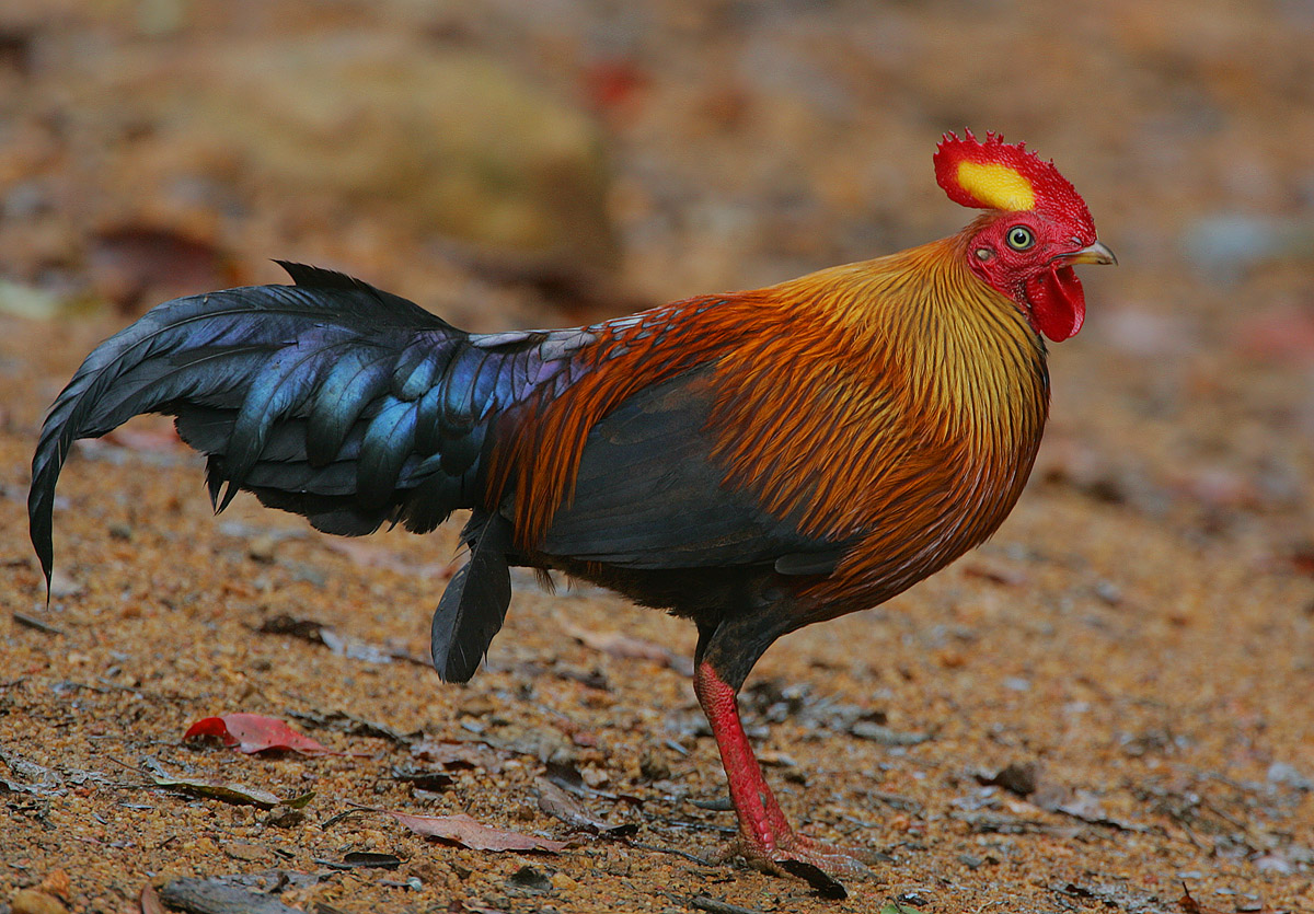 Цейлонская джунглевая курица фото