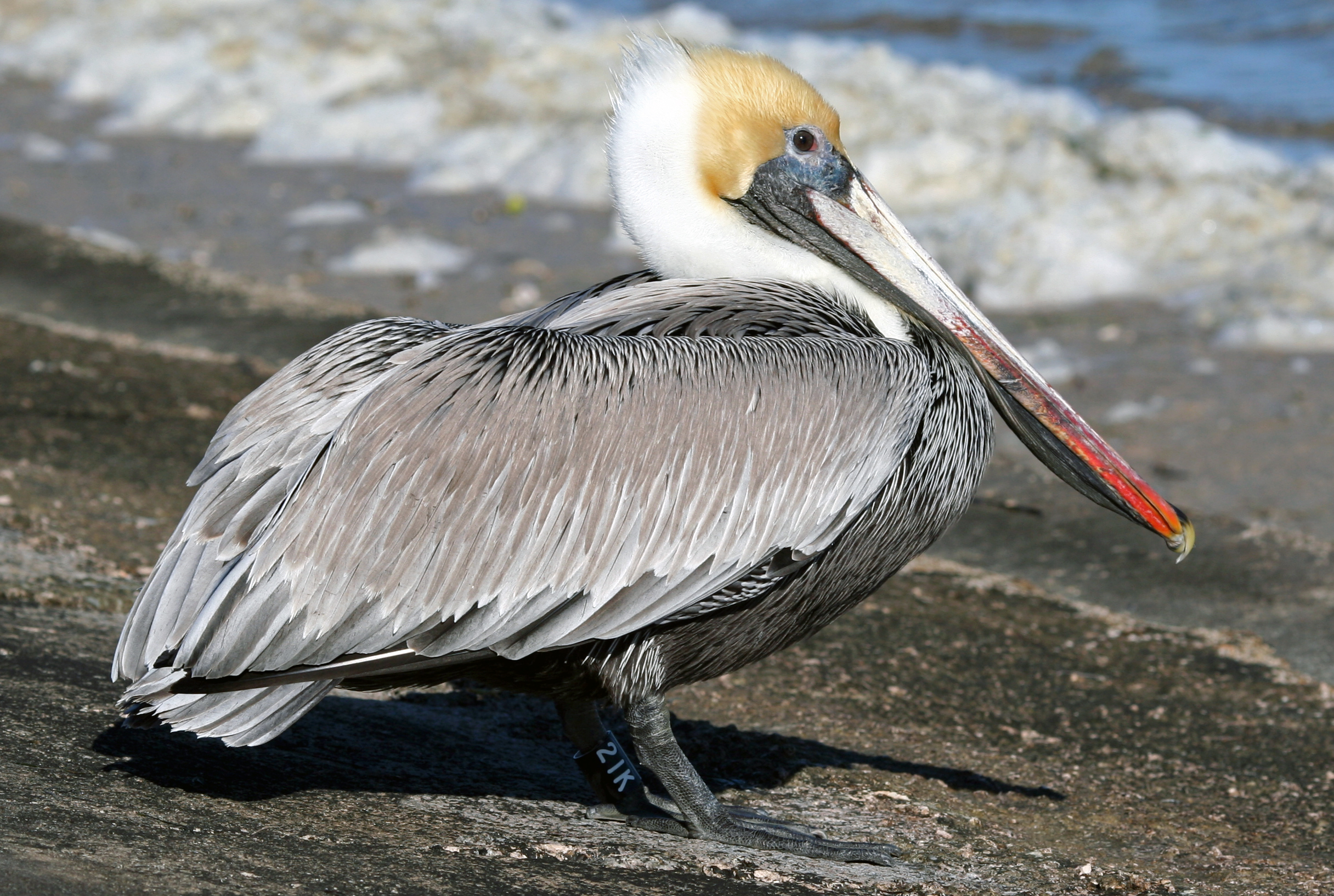 Американский бурый пеликан фото