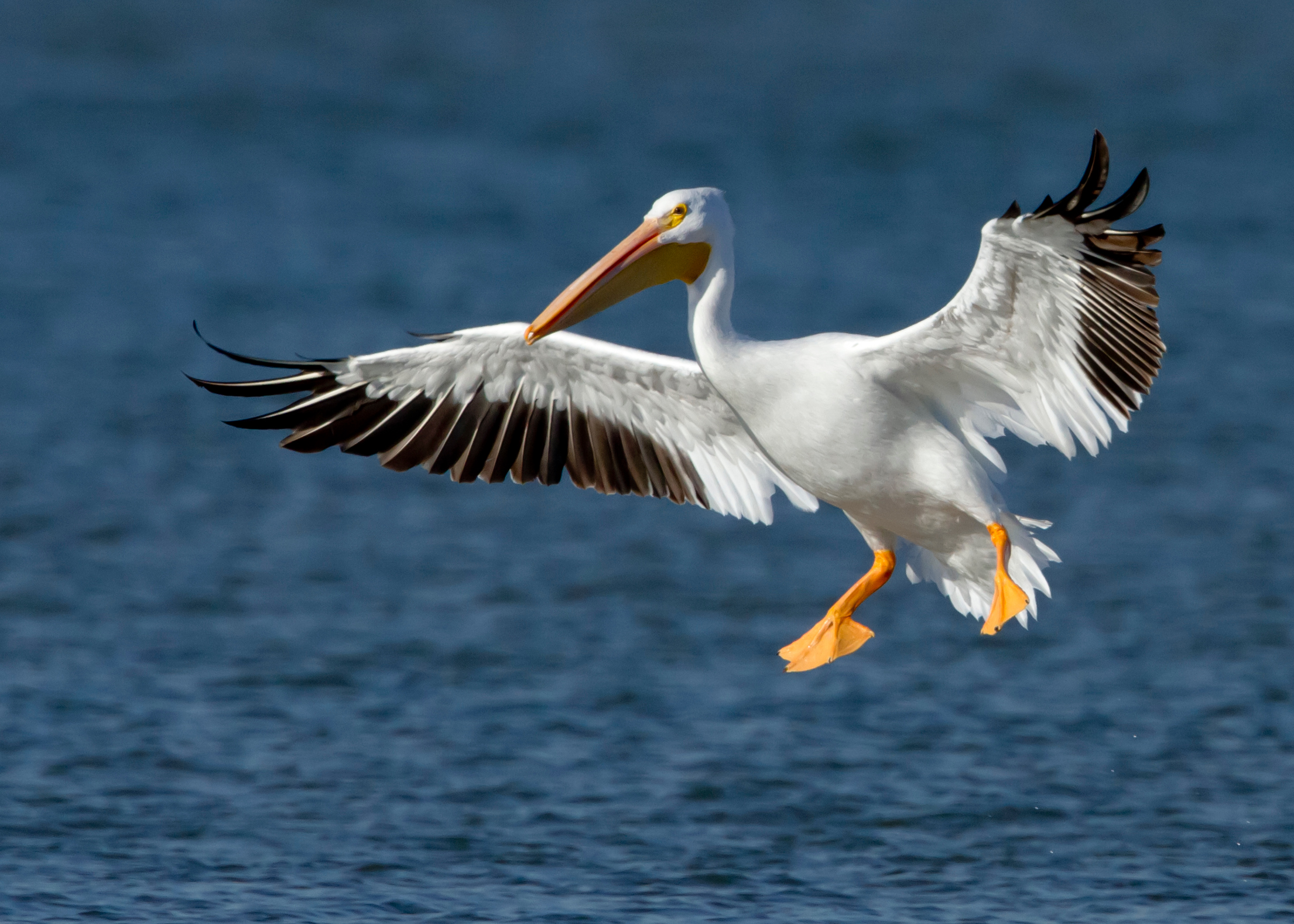 Американский белый пеликан фото