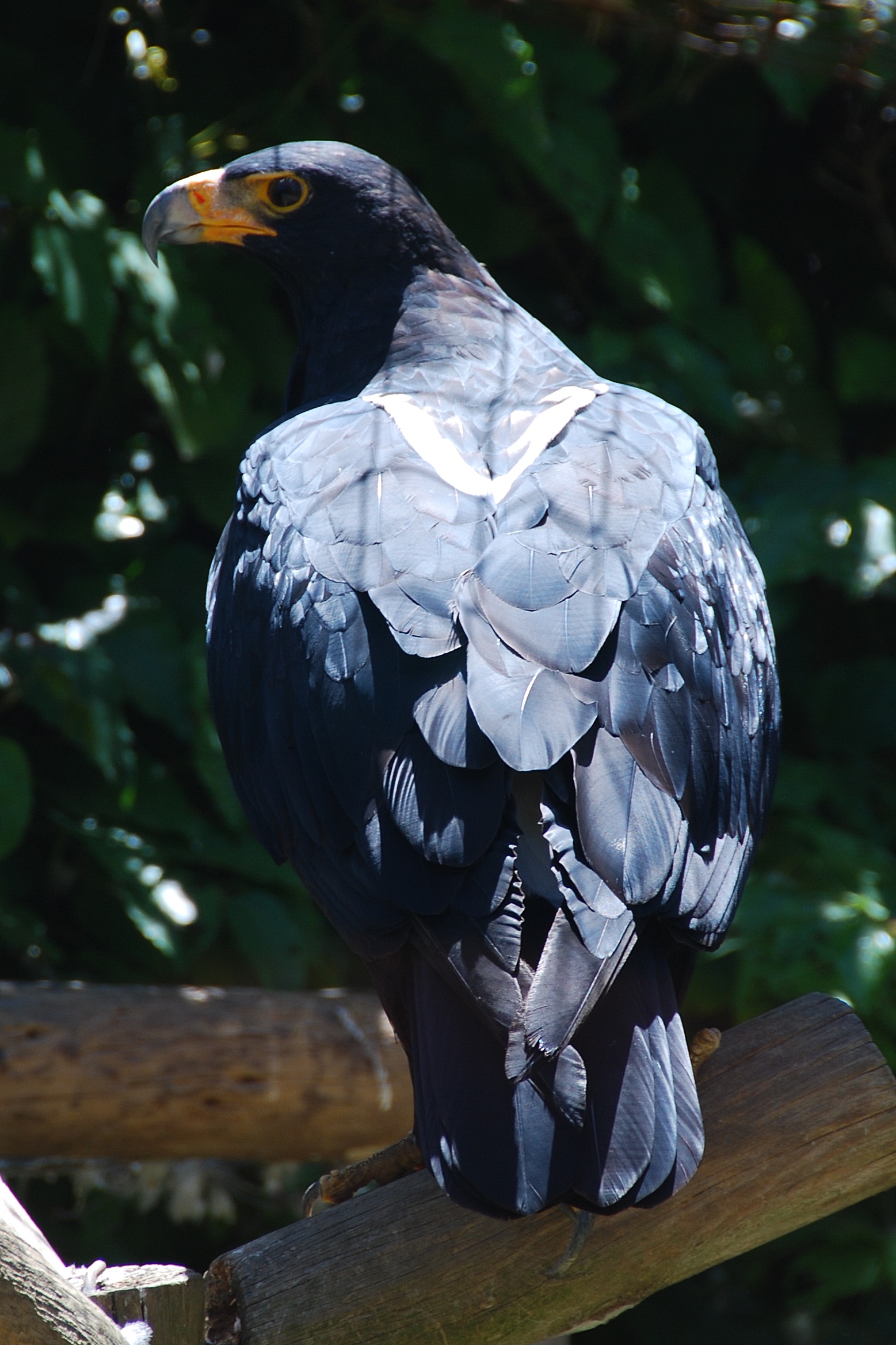 Кафрский орёл фото