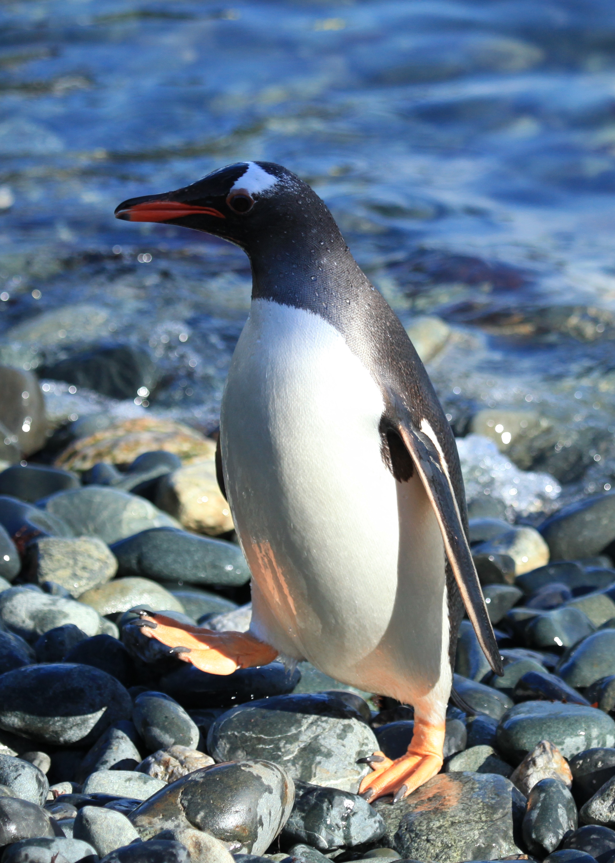 Папуанский пингвин фото