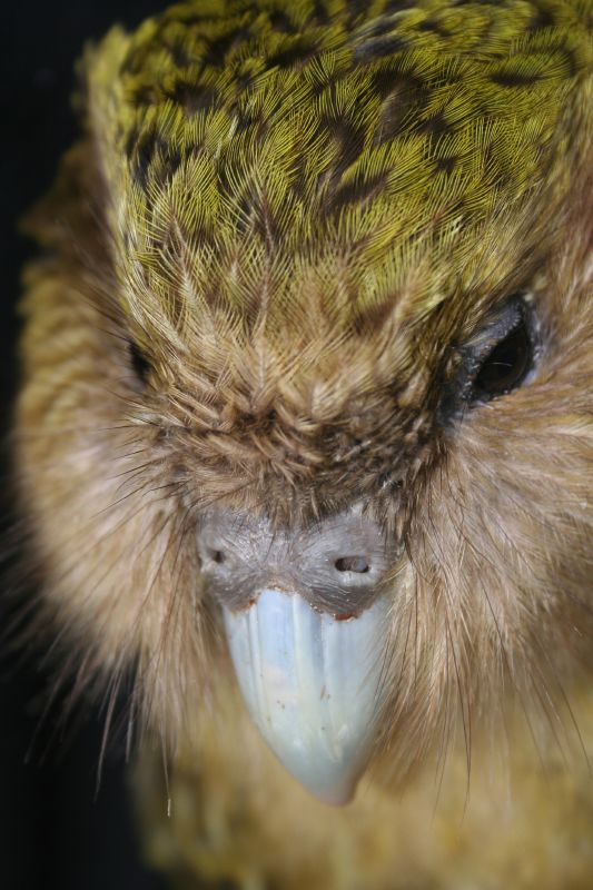 Какапо (совиный попугай) фото