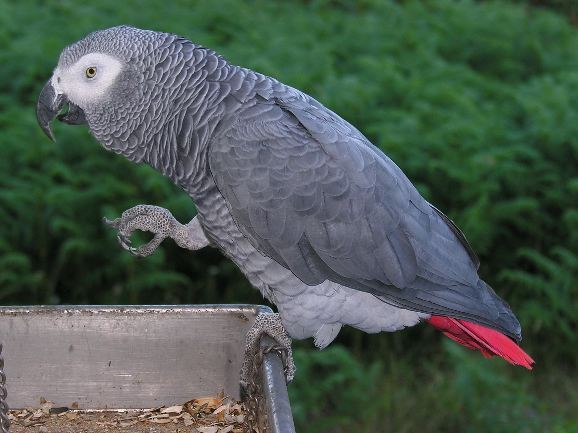 Жако (серый попугай) фото
