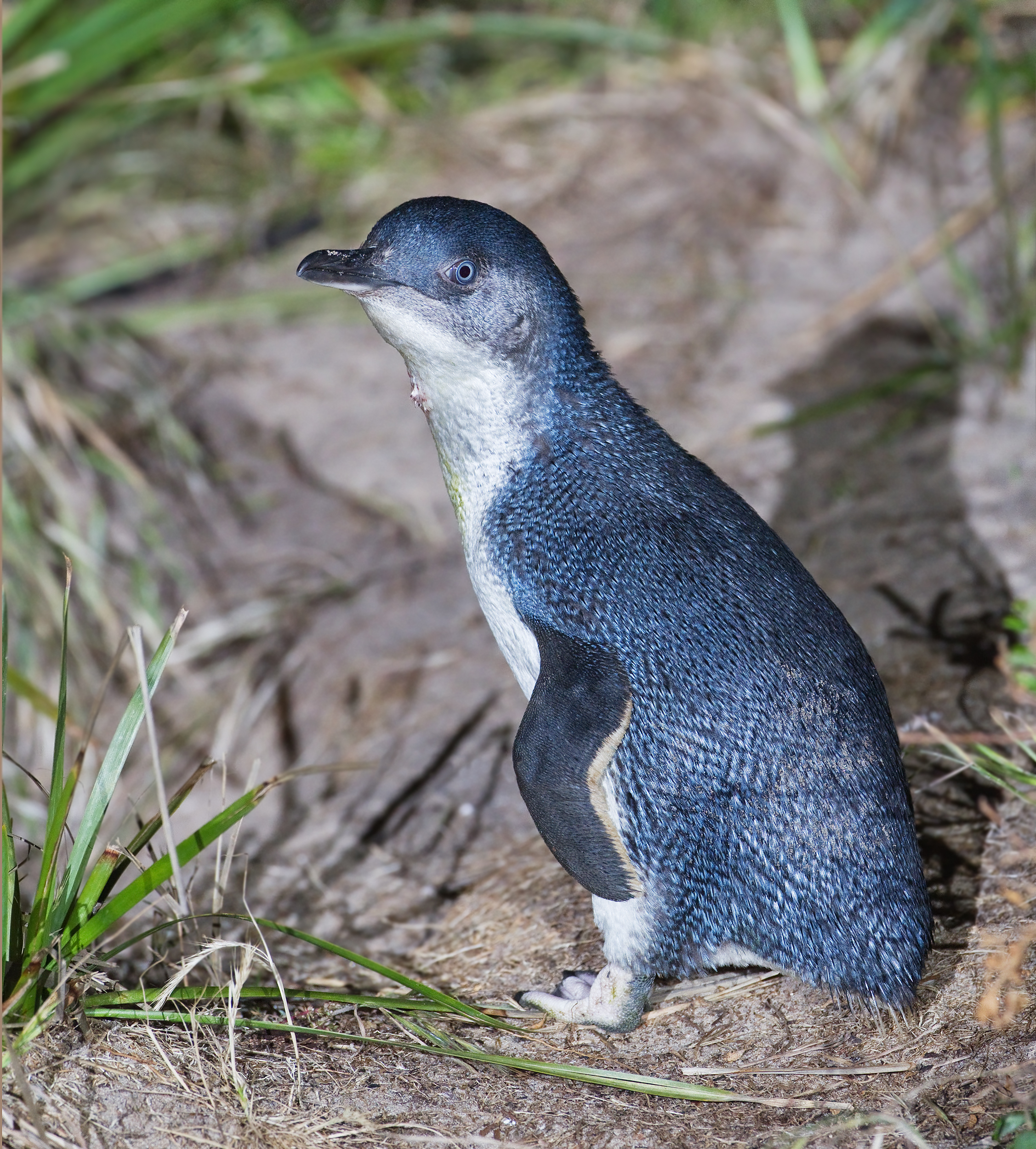 Малый пингвин фото