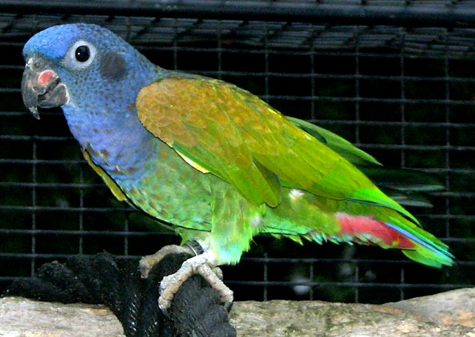 Синеголовый красногузый попугай фото