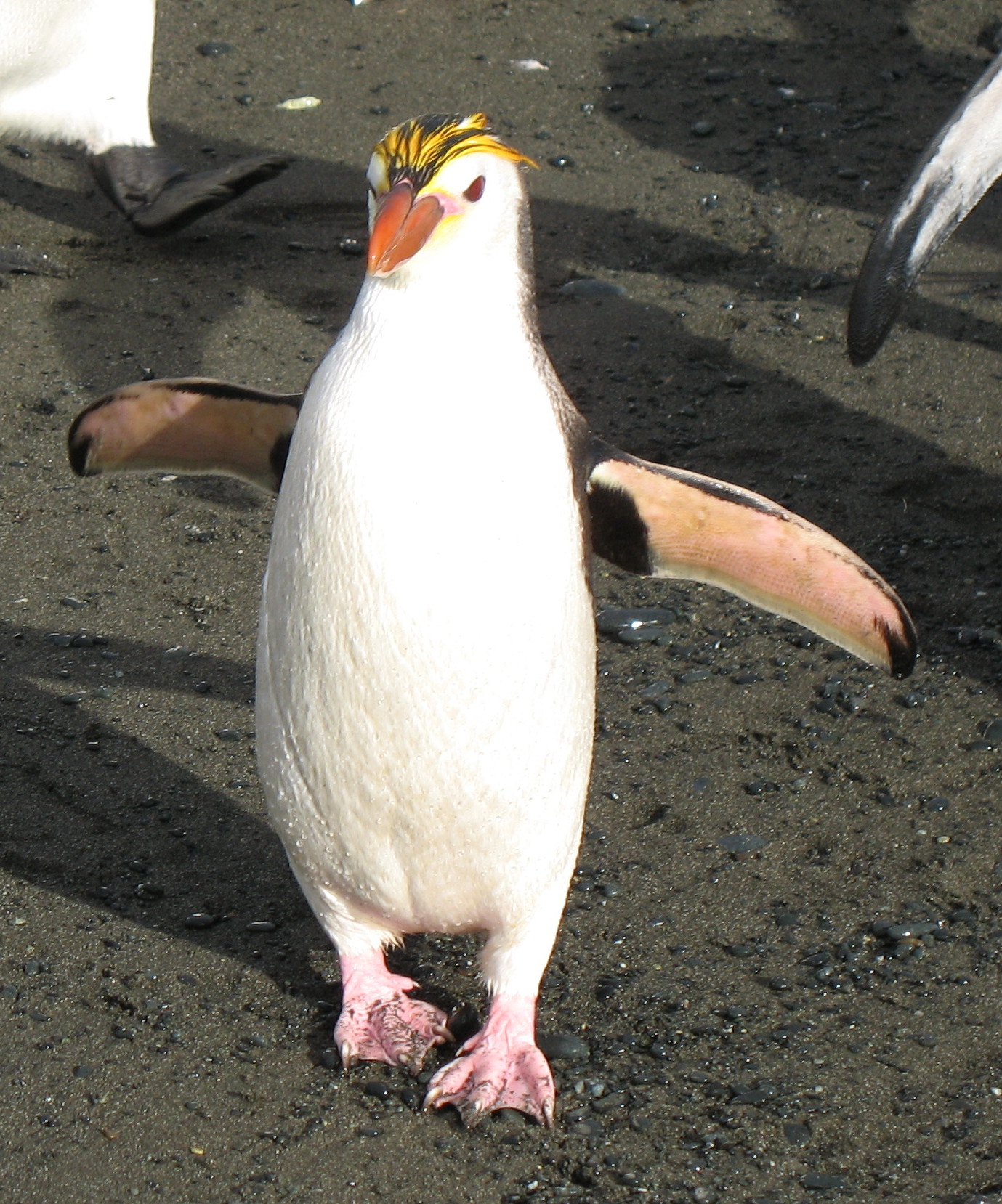 Пингвин Шлегеля фото