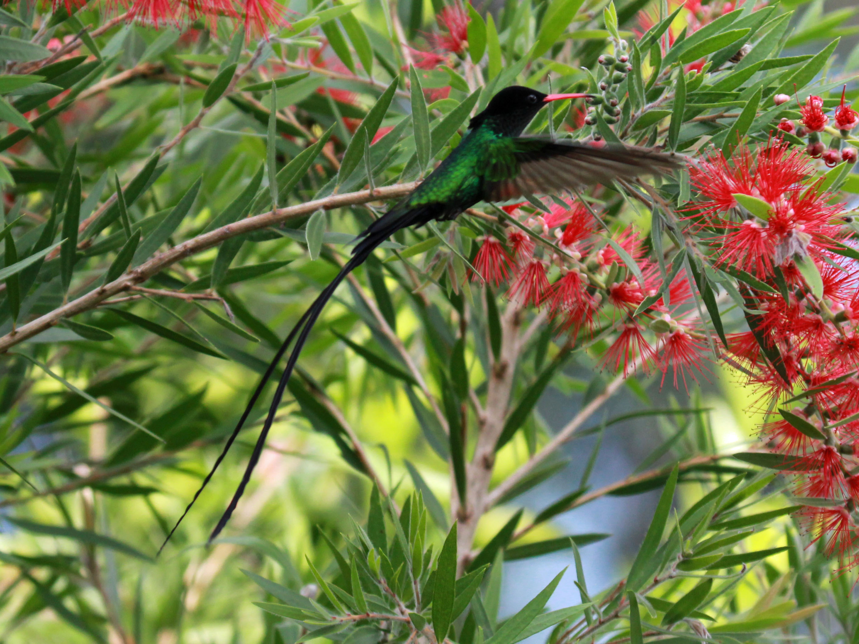 Вымпелохвостый колибри фото