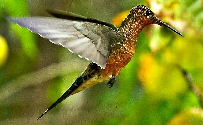 Исполинский колибри фото