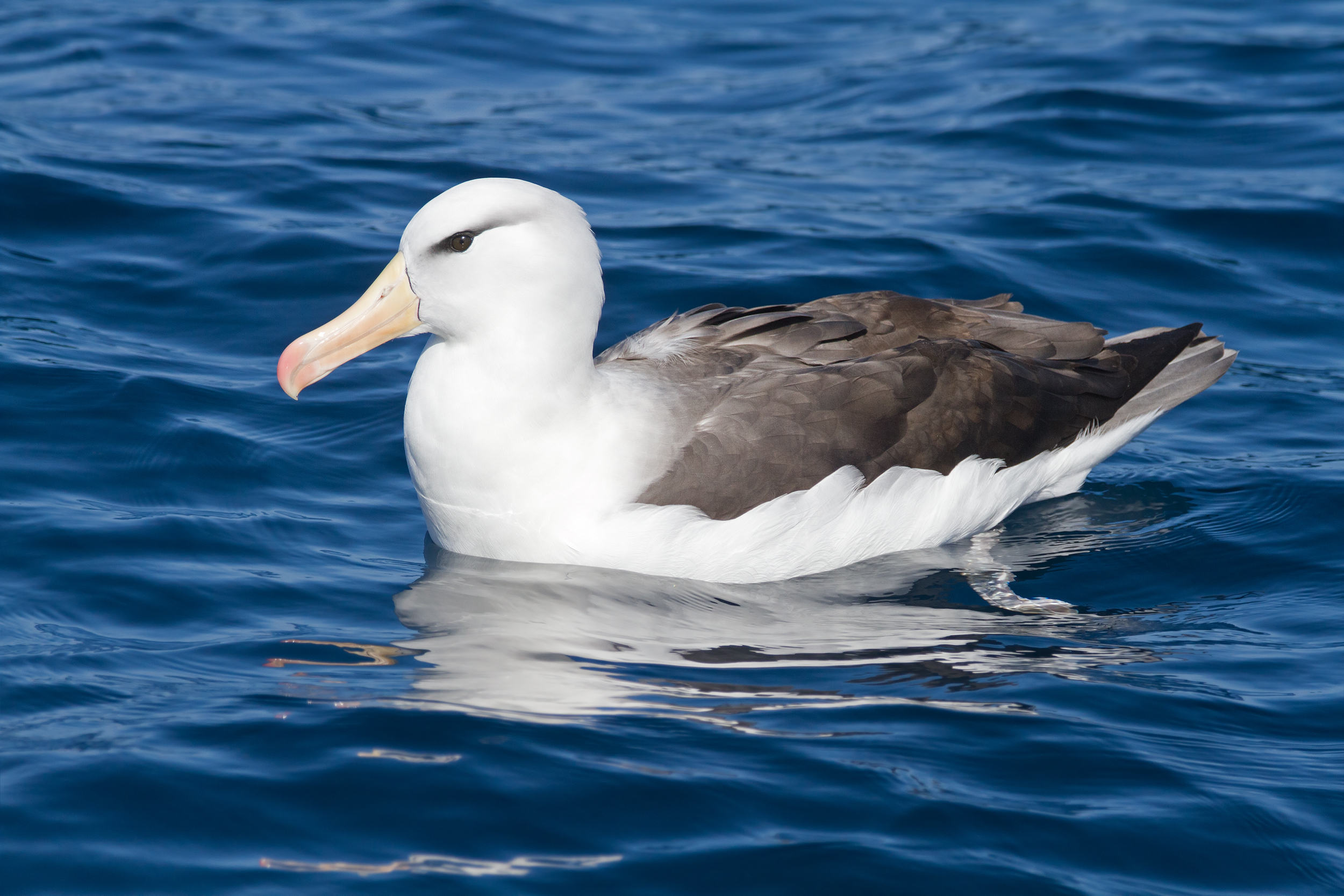 Чернобровый альбатрос фото