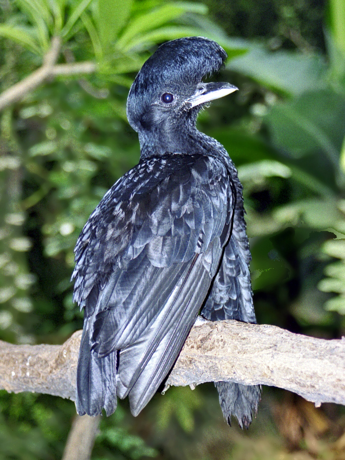 Эквадорская зонтичная птица фото