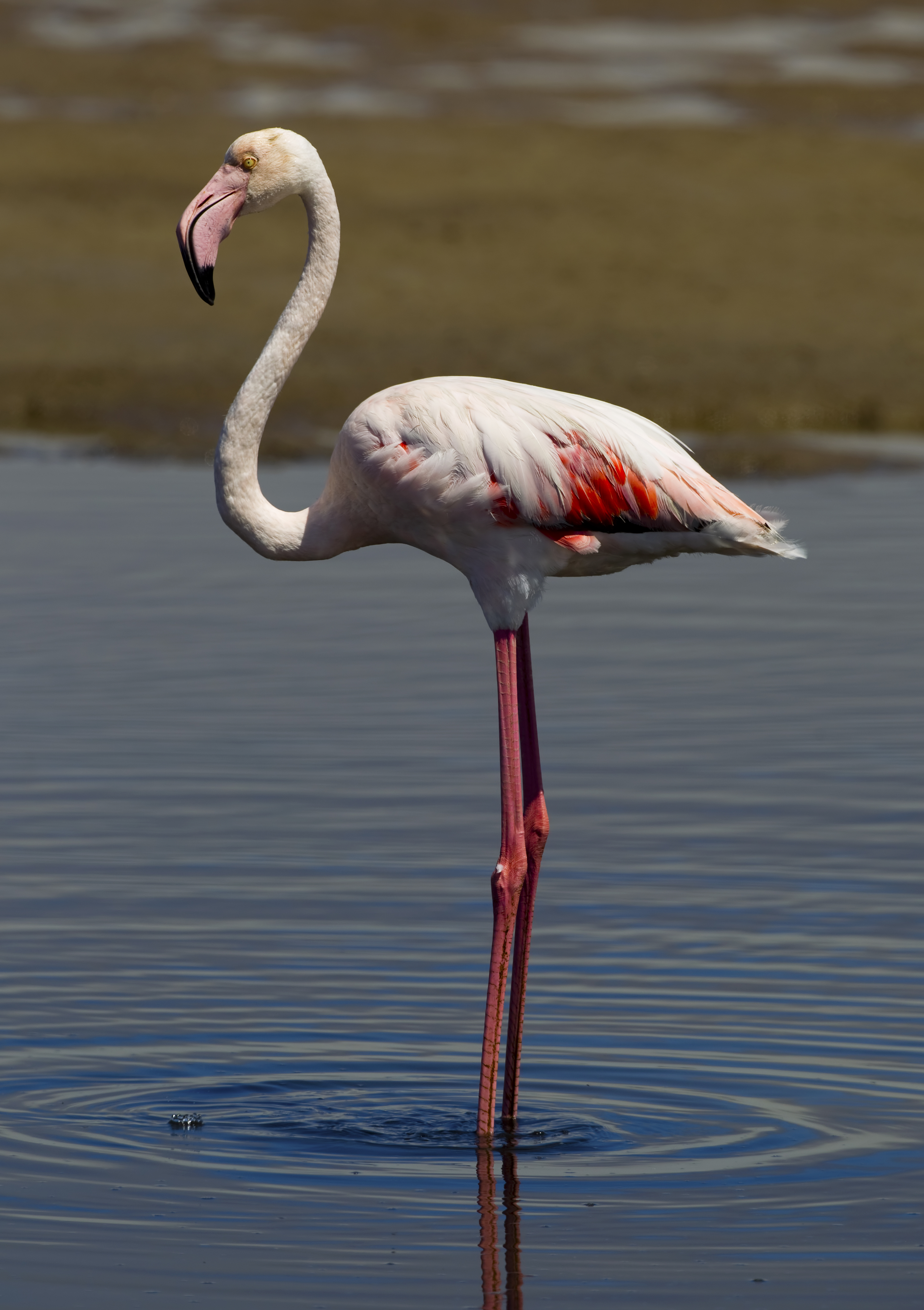 Обыкновенный фламинго (розовый фламинго) фото