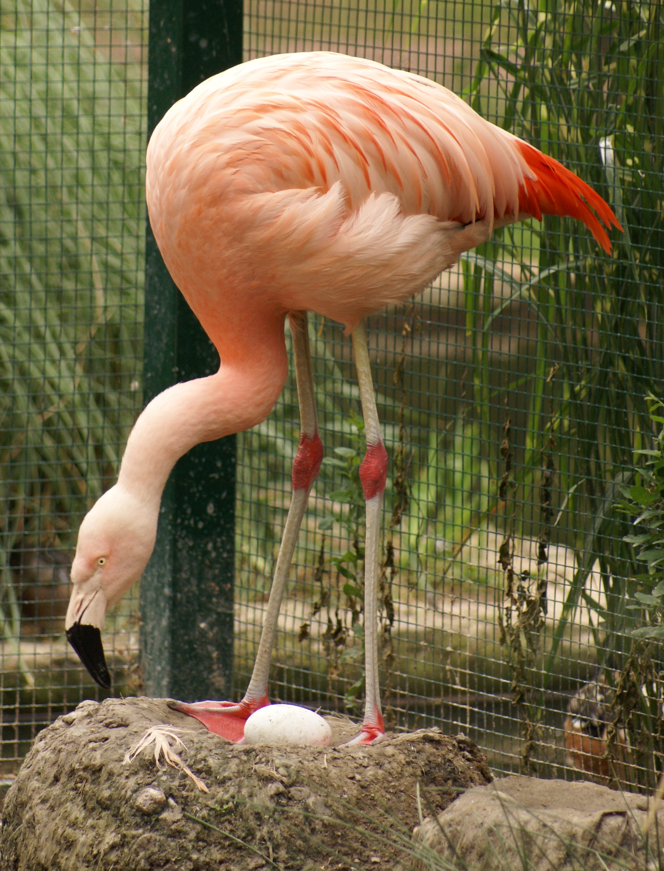 Чилийский фламинго фото