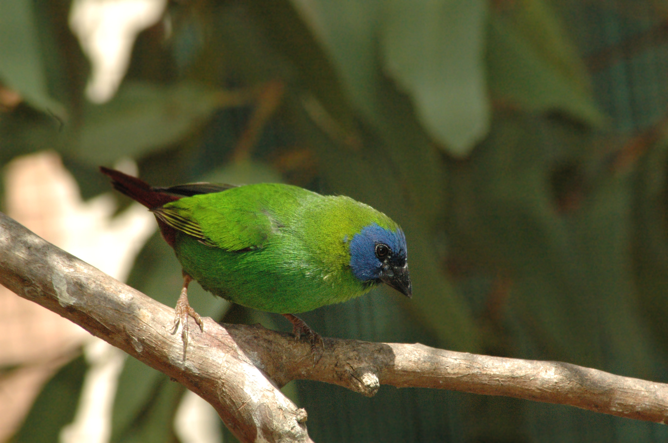 Трехцветная попугайная амадина фото