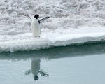 Пингвин Адели на снегу
