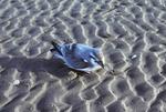 Антарктическая китовая птичка на песке