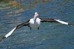 Австралийский пеликан летит над морем