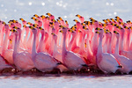 Очаровательные Андские фламинго