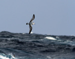 Летающая Антарктическая китовая птичка