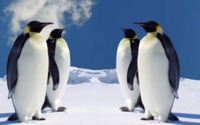 Четыре пингвина обои