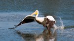 Взлетающий Американский белый пеликан