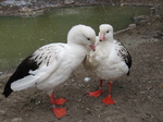 Два Андских гуся
