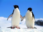 Два друга пингвина Адели