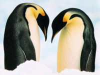 Два пингвина обои