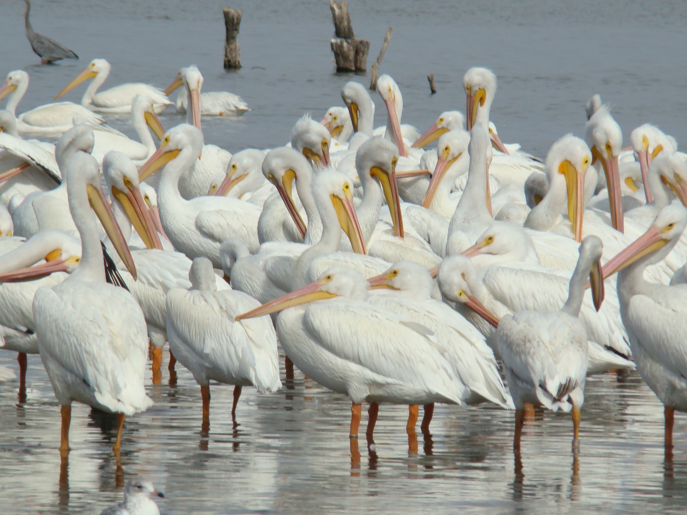 Стая Американских белых пеликанов