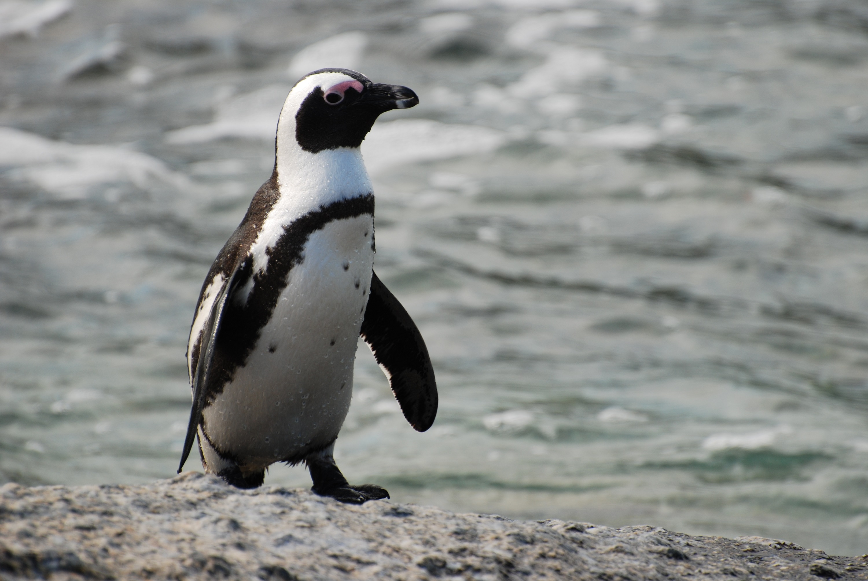 Очковый пингвин на песке