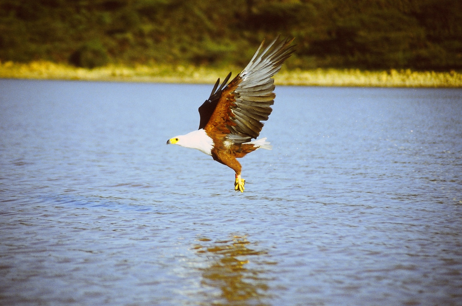 Орлан-крикун над водой