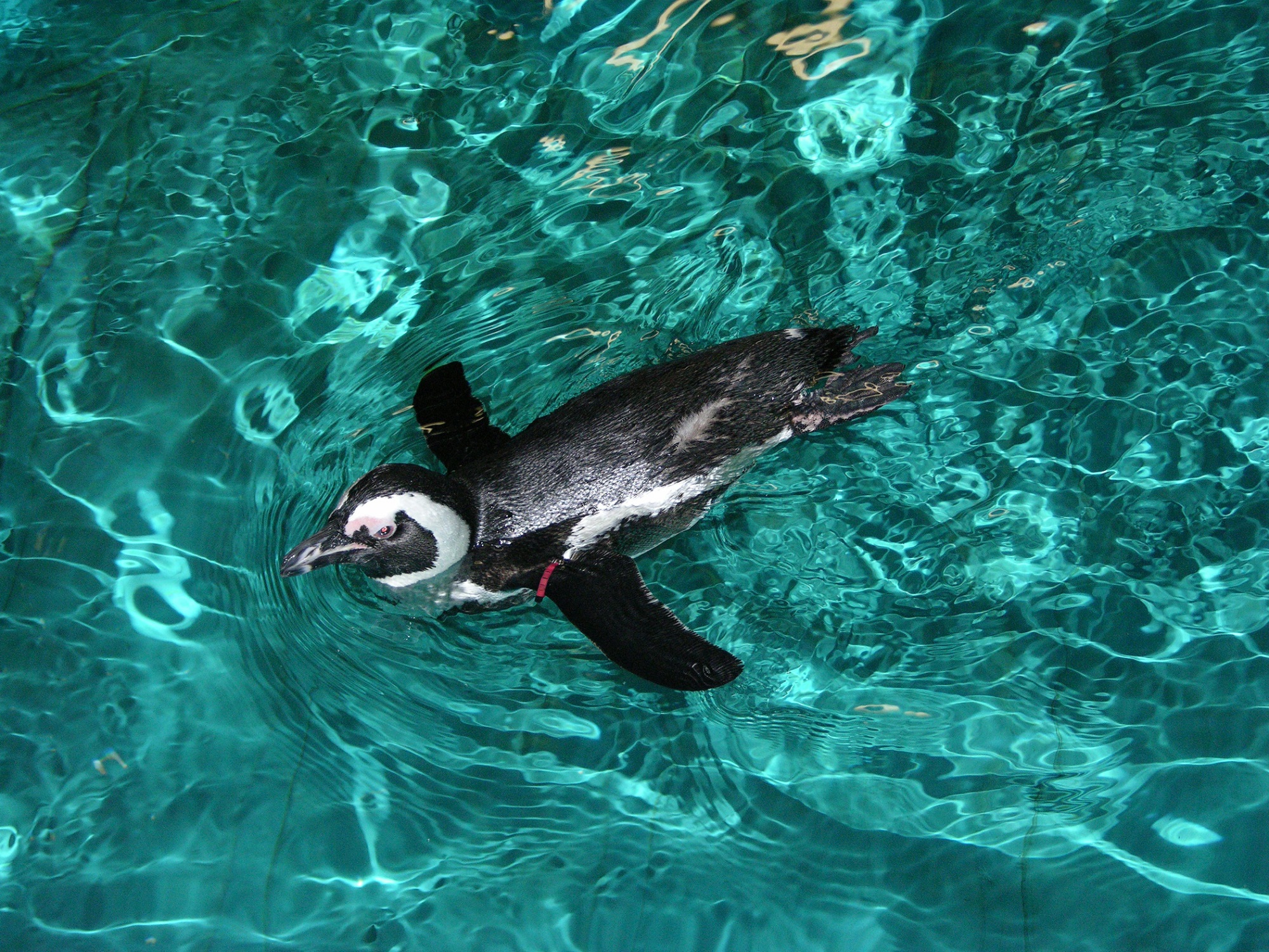 Очковый пингвин плывет