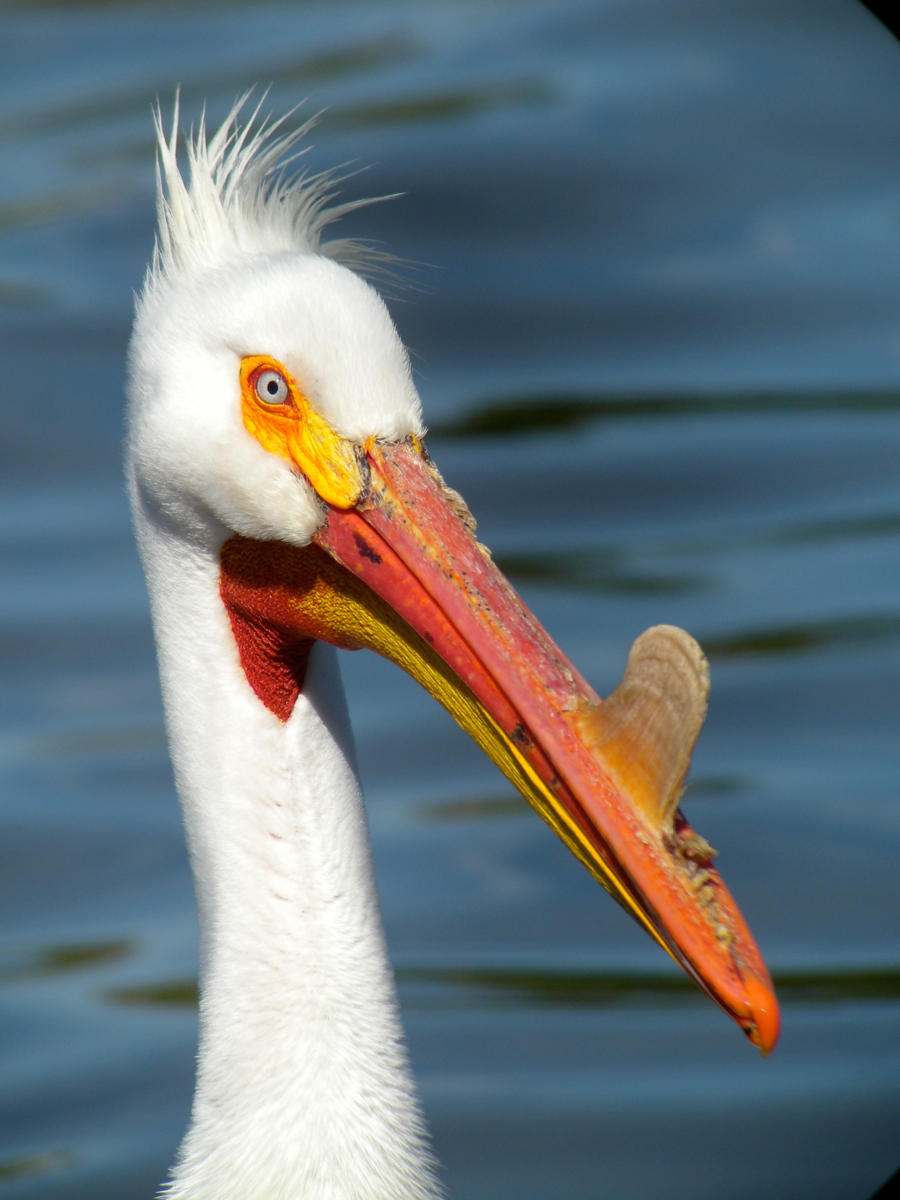 Портрет Американского белого пеликана