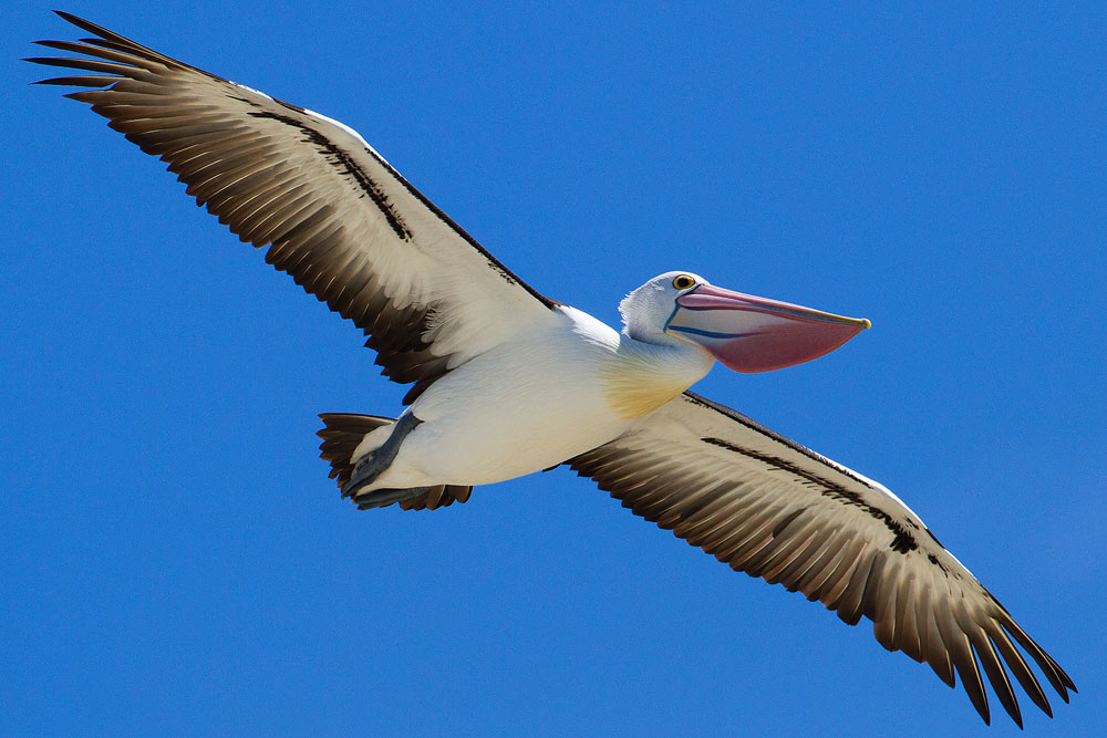 Австралийский пеликан летит