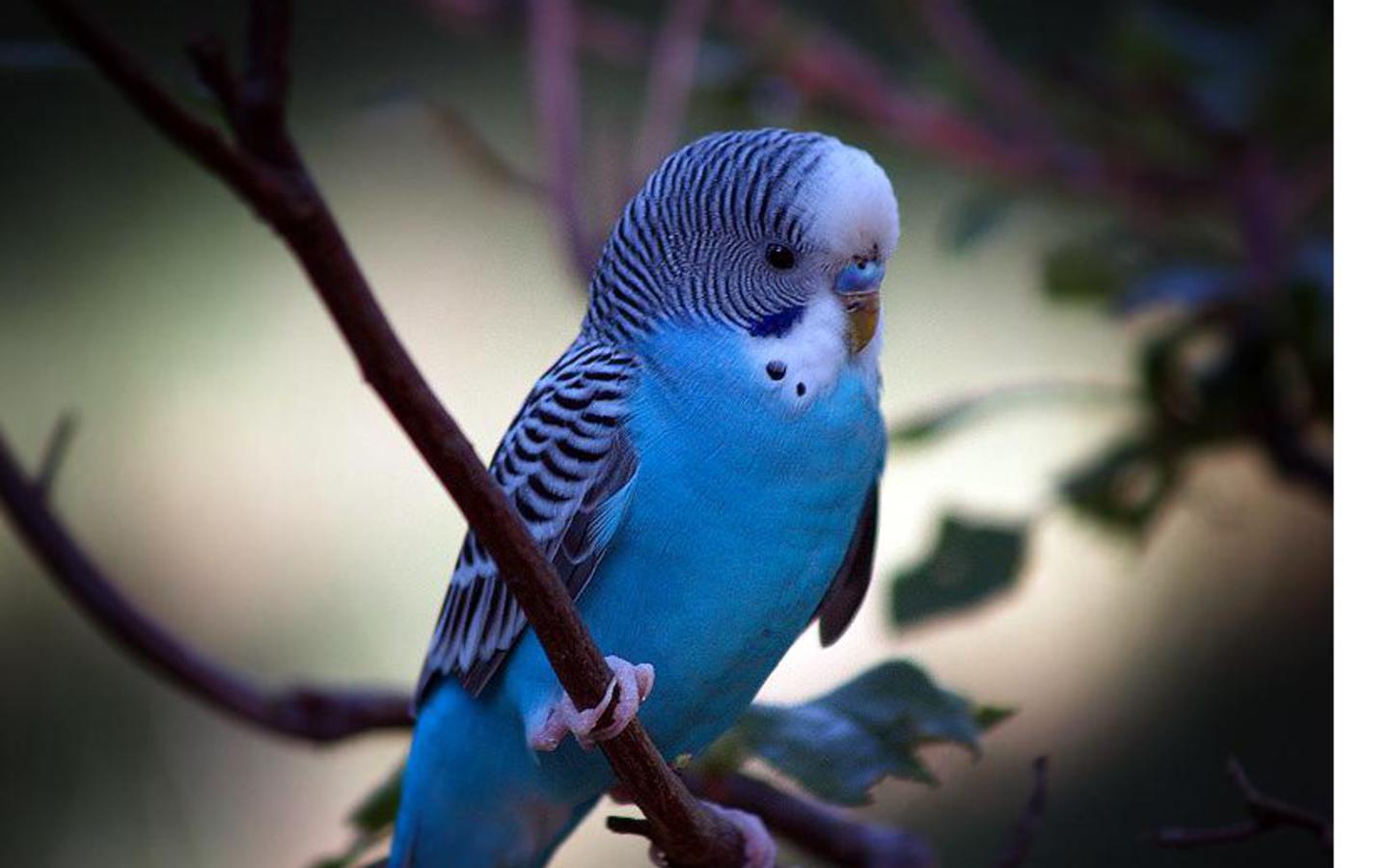 Голубой попугай обои