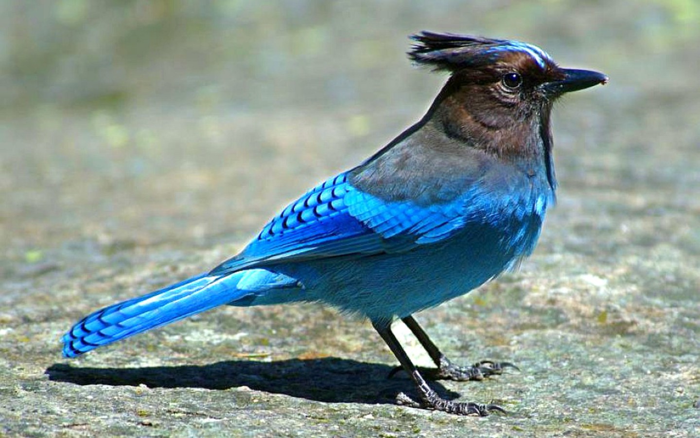 Синяя птица на скале обои