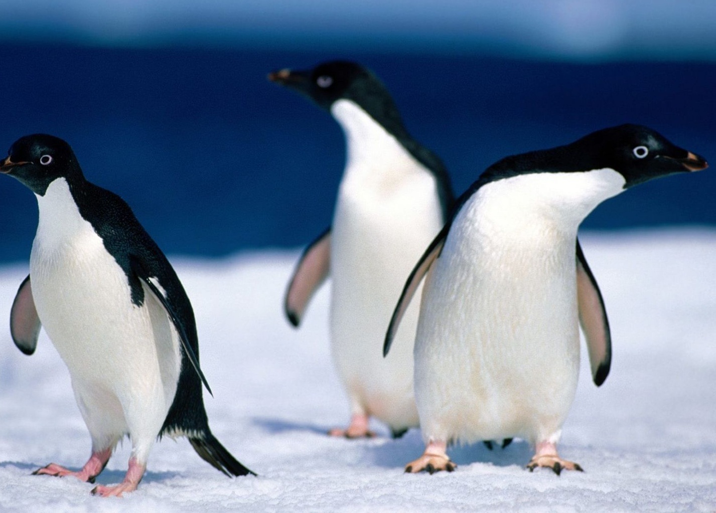 Разборка пингвинов Адели