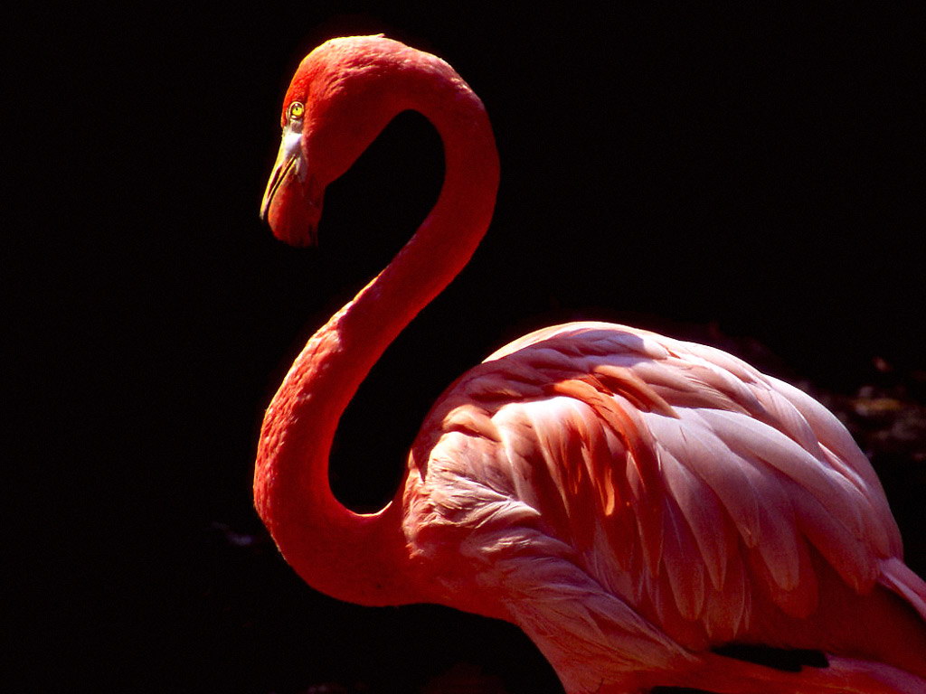 Фламинго на черном фоне обои