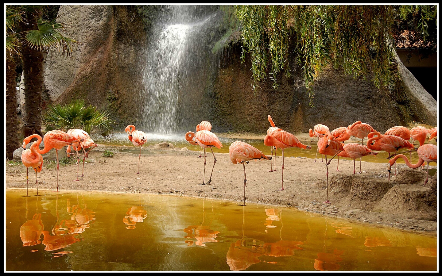 Фламинго возле желтой реки обои