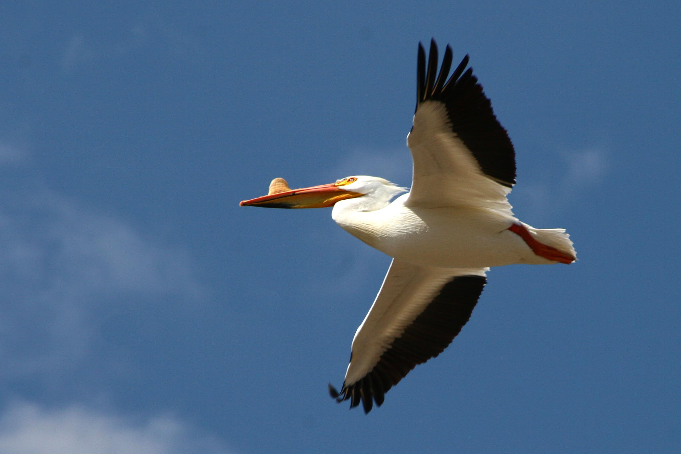 Американский белый пеликан летит