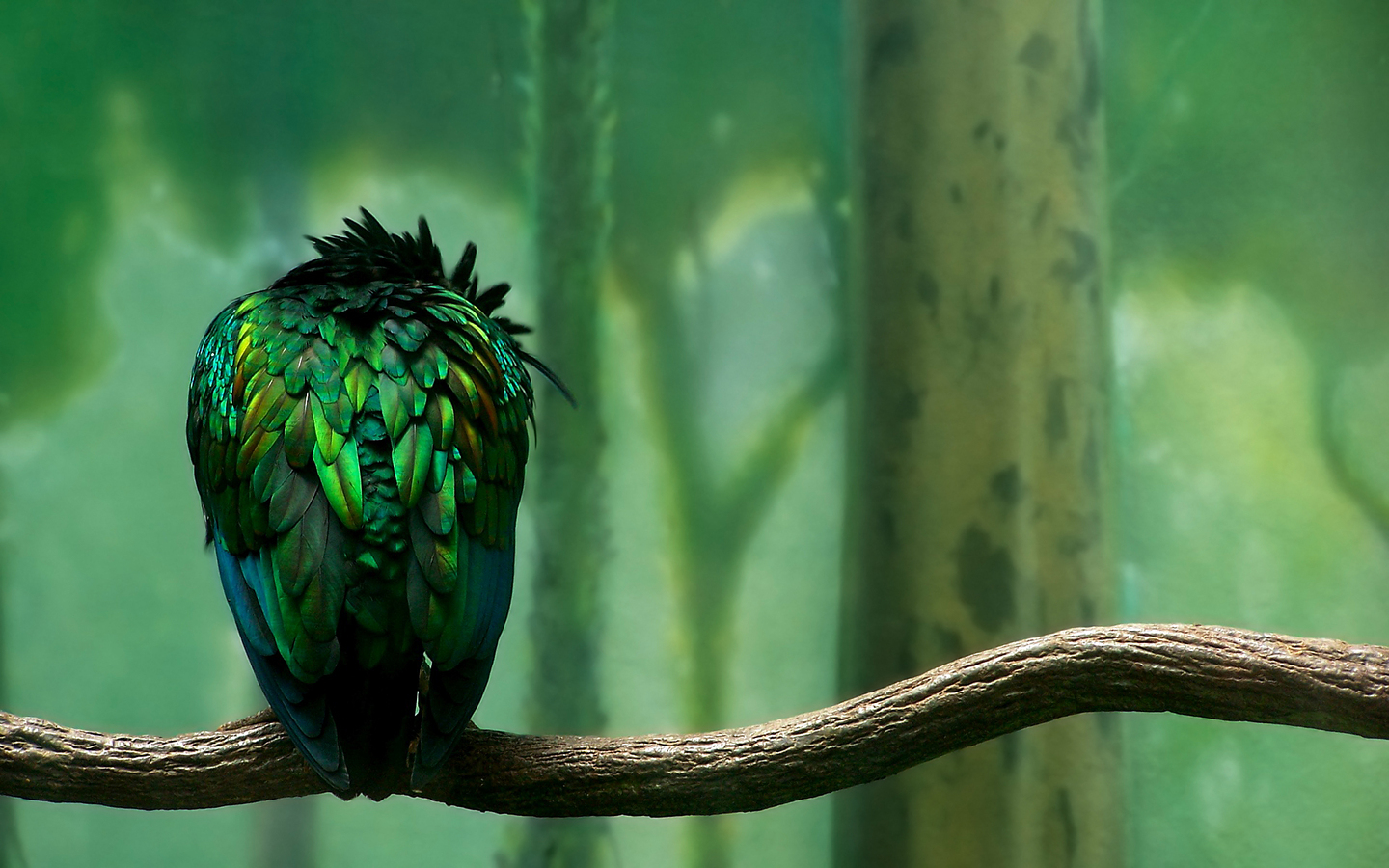 Зеленая птица на ветке обои