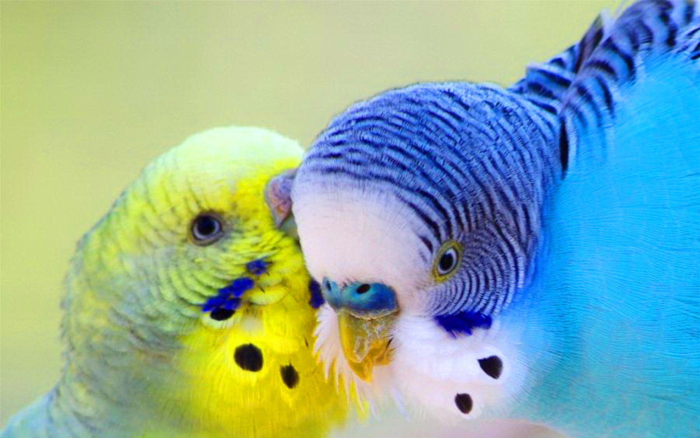 Очаровательные попугаи обои