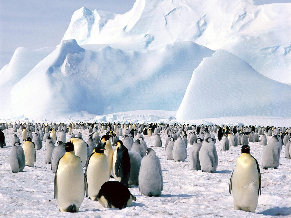 Много пингвинов обои