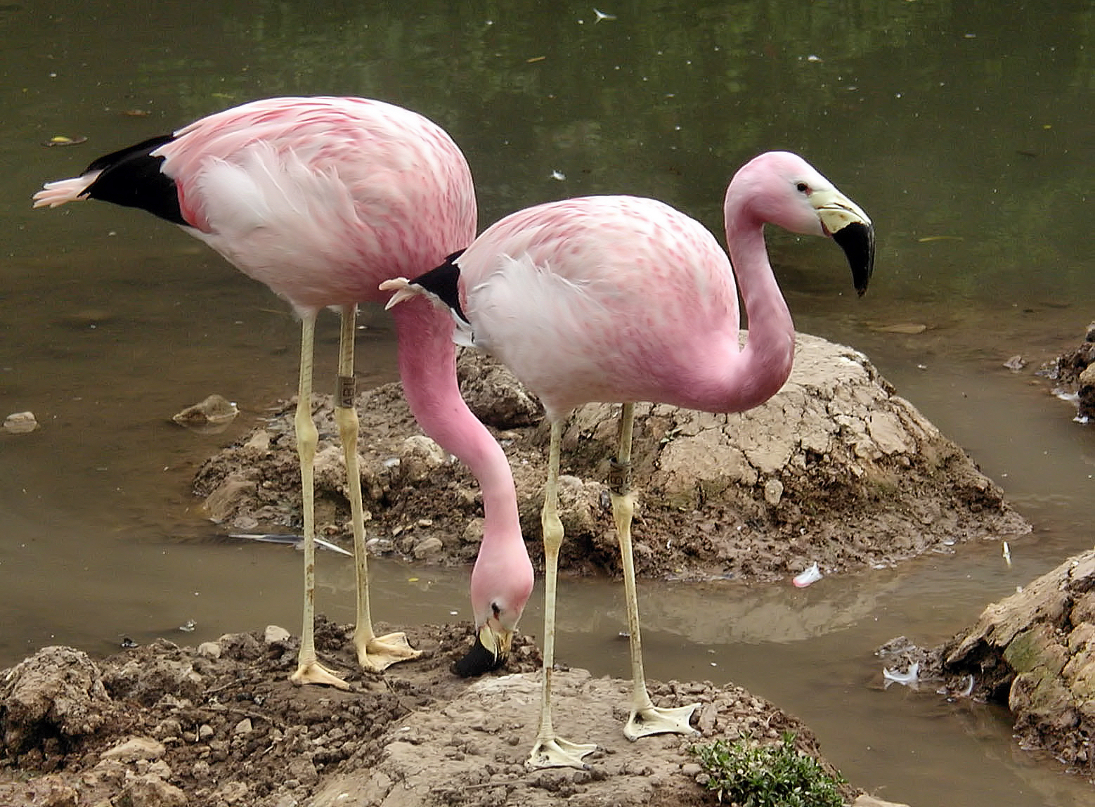 Два Андских фламинго