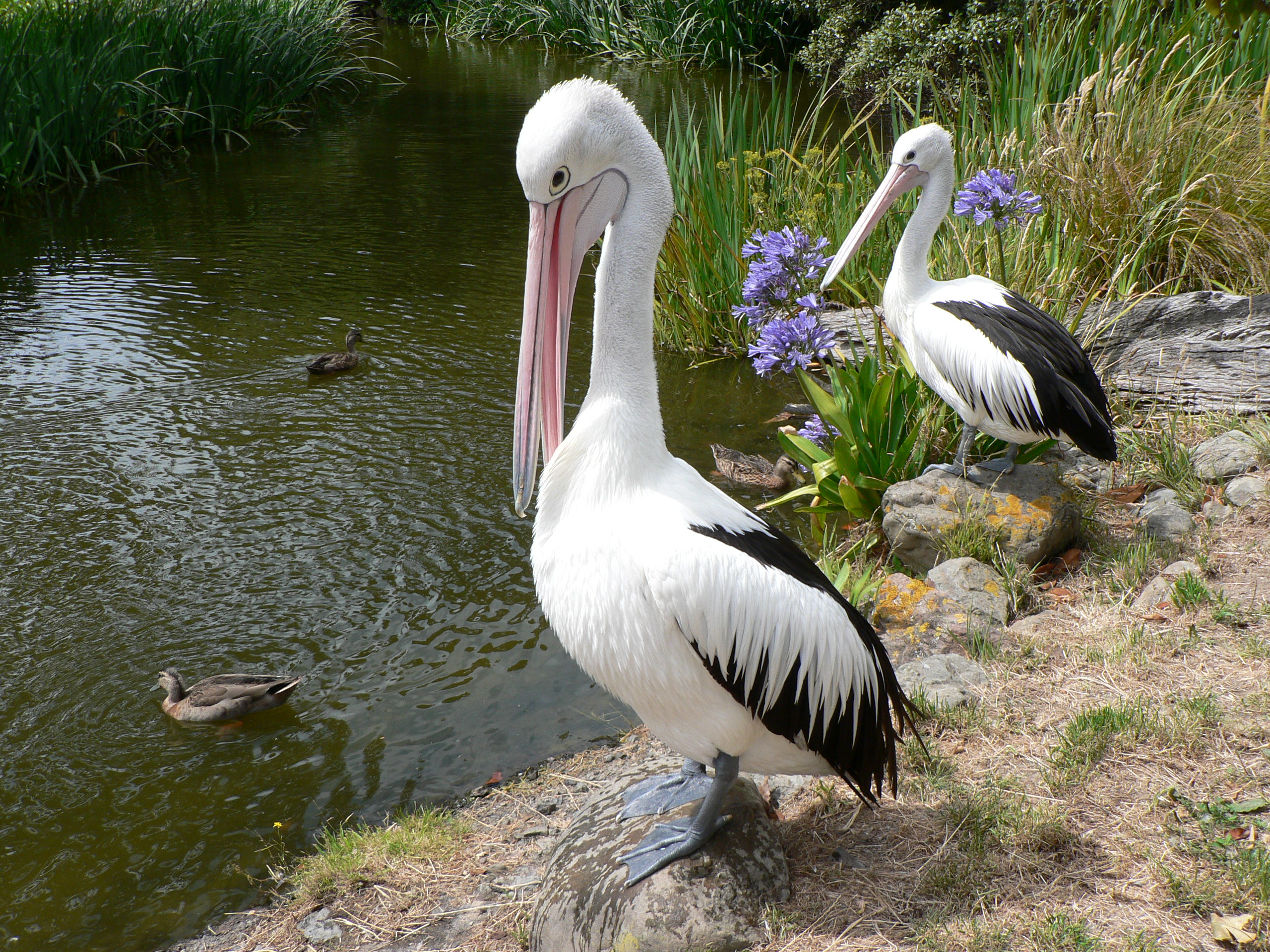 Два красивых Австралийский пеликанов