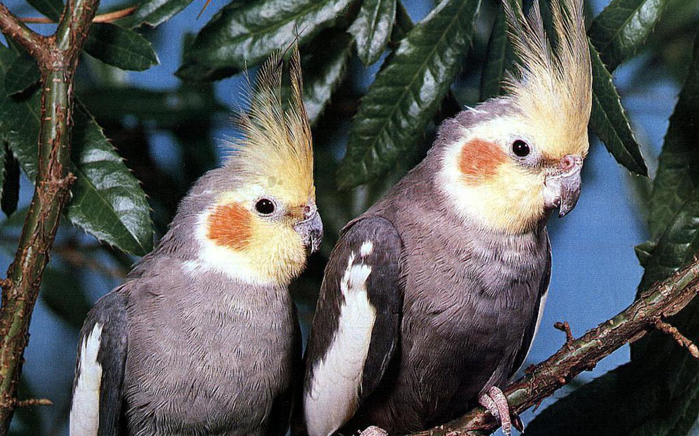 Два попугая на ветке обои
