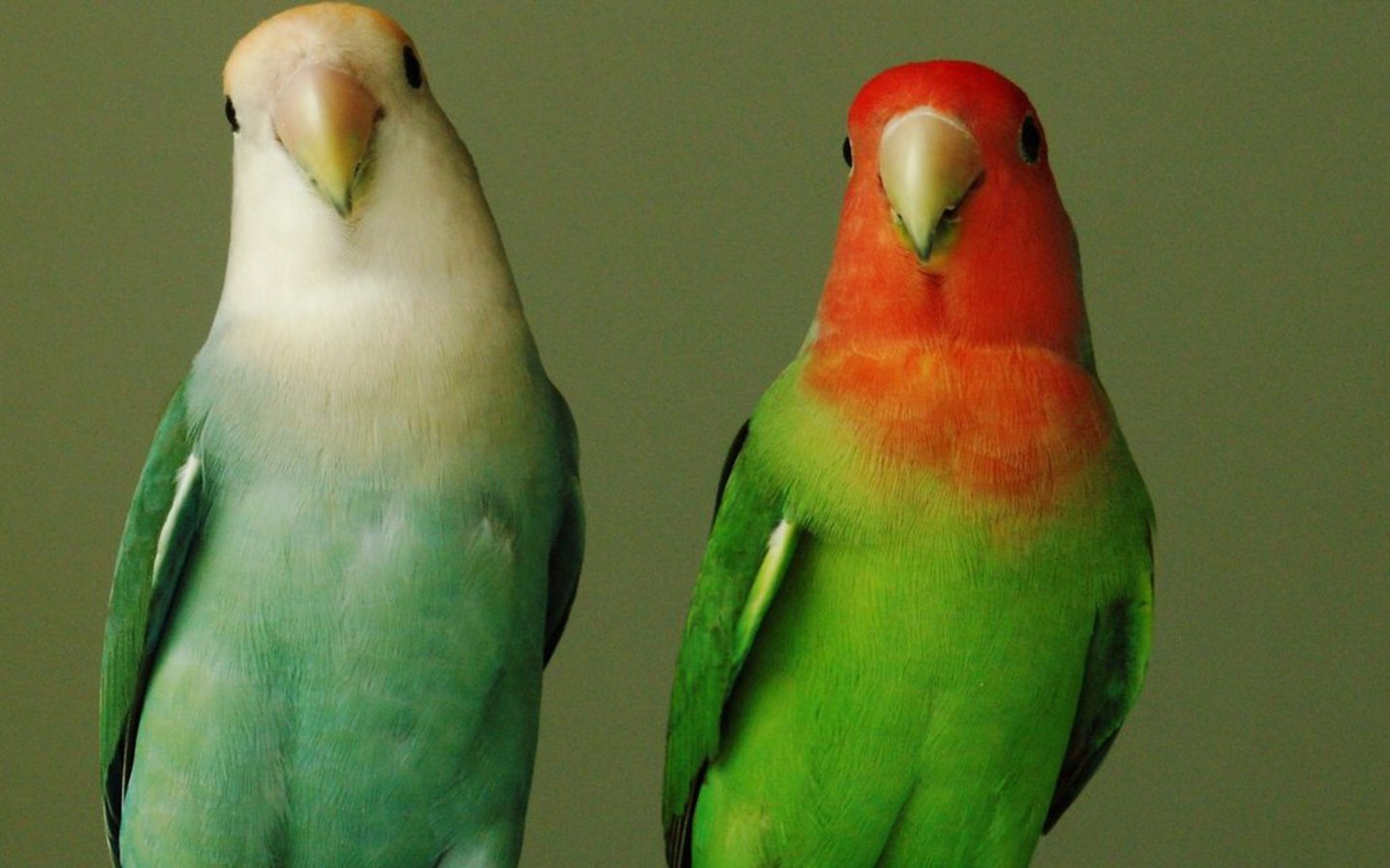 Два попугая обои