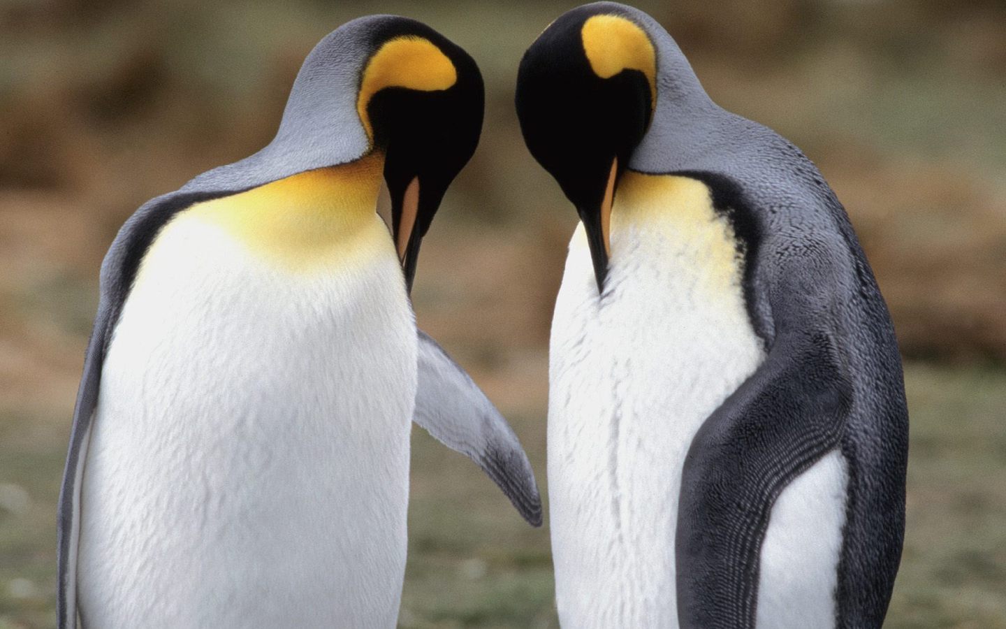 Два пингвина вместе обои